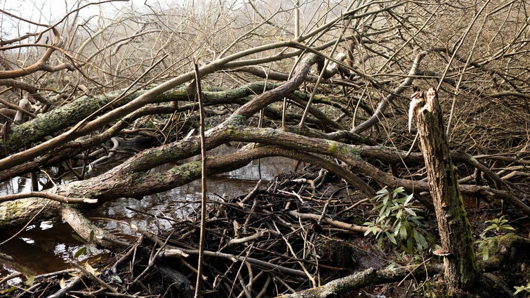 Close up of beaver dam made of intertwined branches